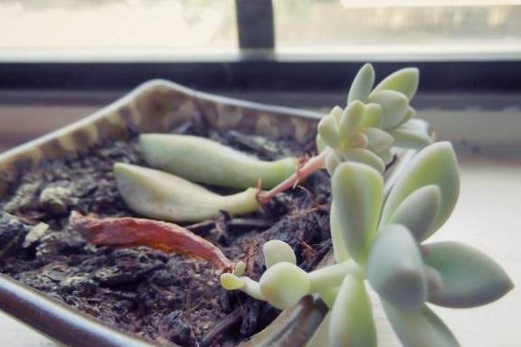 多肉叶插多久可以长成一株 0cbb1040fce04346bfd6d4d37a61af8a.jpeg