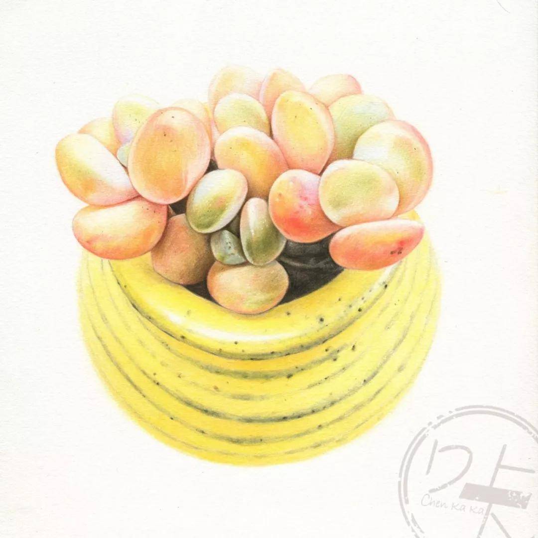 多肉叶插全过程教程 93b7f92b7f1d44cca013cb028ff119ff.jpeg