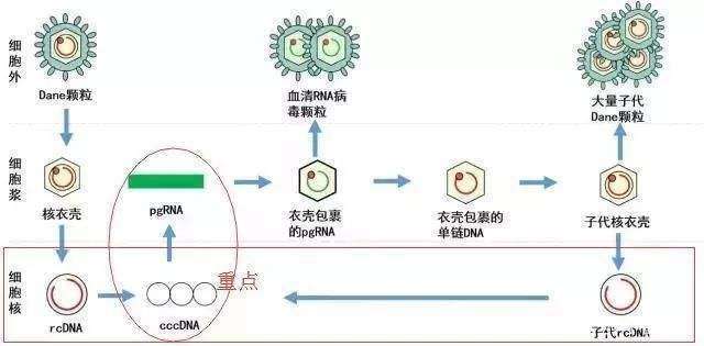 测量|乙肝现实目标，彻底清除或需联药，测量肝内cccDNA是难点