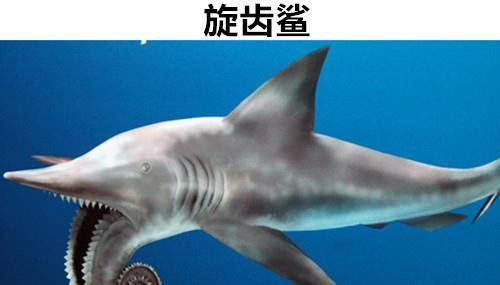 原创史前动物有多大?泰坦蟒体长15米,而巨齿鲨的体重达到70吨!