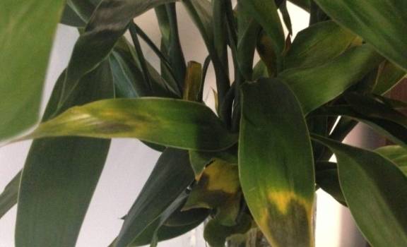 富贵竹怎么养好看图解 d84821d520d94aaa9d467596fde327ba.jpeg