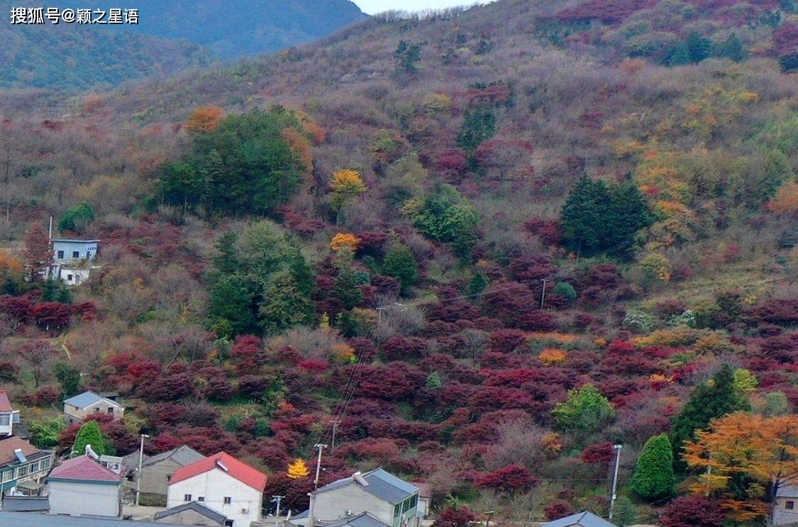 四明山环线赏红枫,红枫之乡,古树成群,红满山_平头村