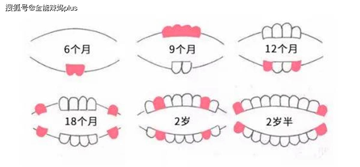 宝宝|你家娃中了没宝宝准确的出牙时间、顺序是什么? 一张图告诉你