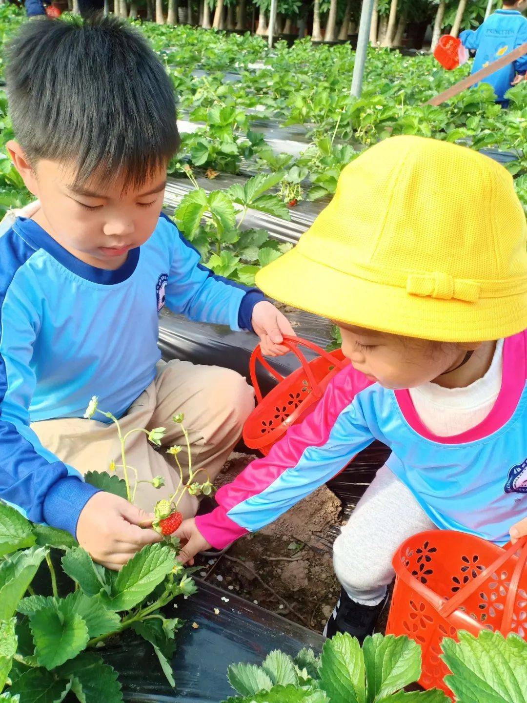 自然教育课程采摘活动_北京 普林斯顿国际幼儿园_普林斯顿森林国际幼儿园草莓采摘