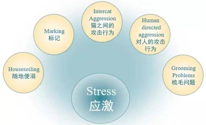 天天说的应激反应，你知道多少？