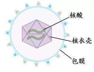 新药|乙肝在研新药ABI-H0731，II期211研究，安全性数据