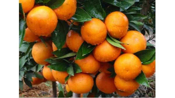 
柑橘冬季病虫害防治要点 全面防治方法‘开云app官方版下载
