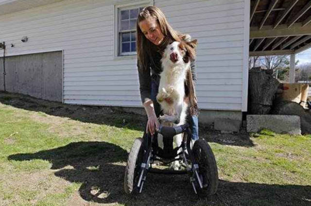为了让狗狗重新站起来,朋友给它买了一个轮椅,小狗狗很开心,每天勤奋