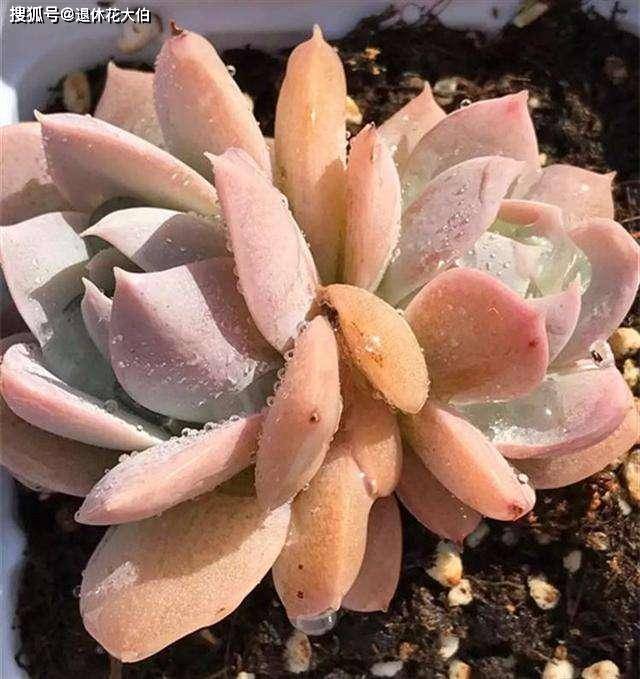 怎么养多肉叶子茂盛和肥厚 45774f4ccc314c3abb51c45f57831ed5.jpeg