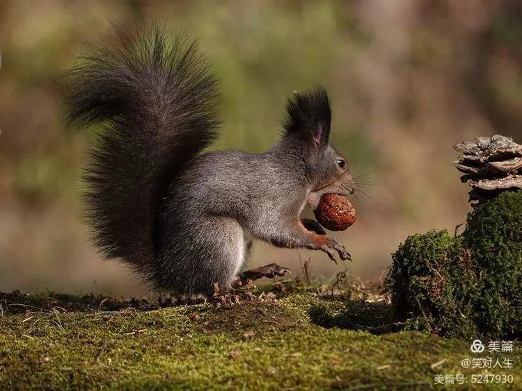 松鼠冬眠多少个小时 8281bd0eac8d4b95a6b699e3ca2eb182.jpeg