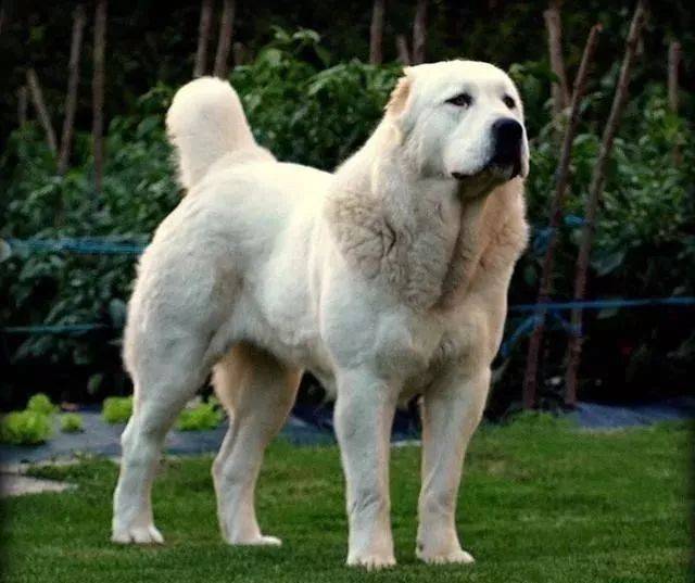 世界上著名的二十种超大型狗,你认识多少?_圣伯纳