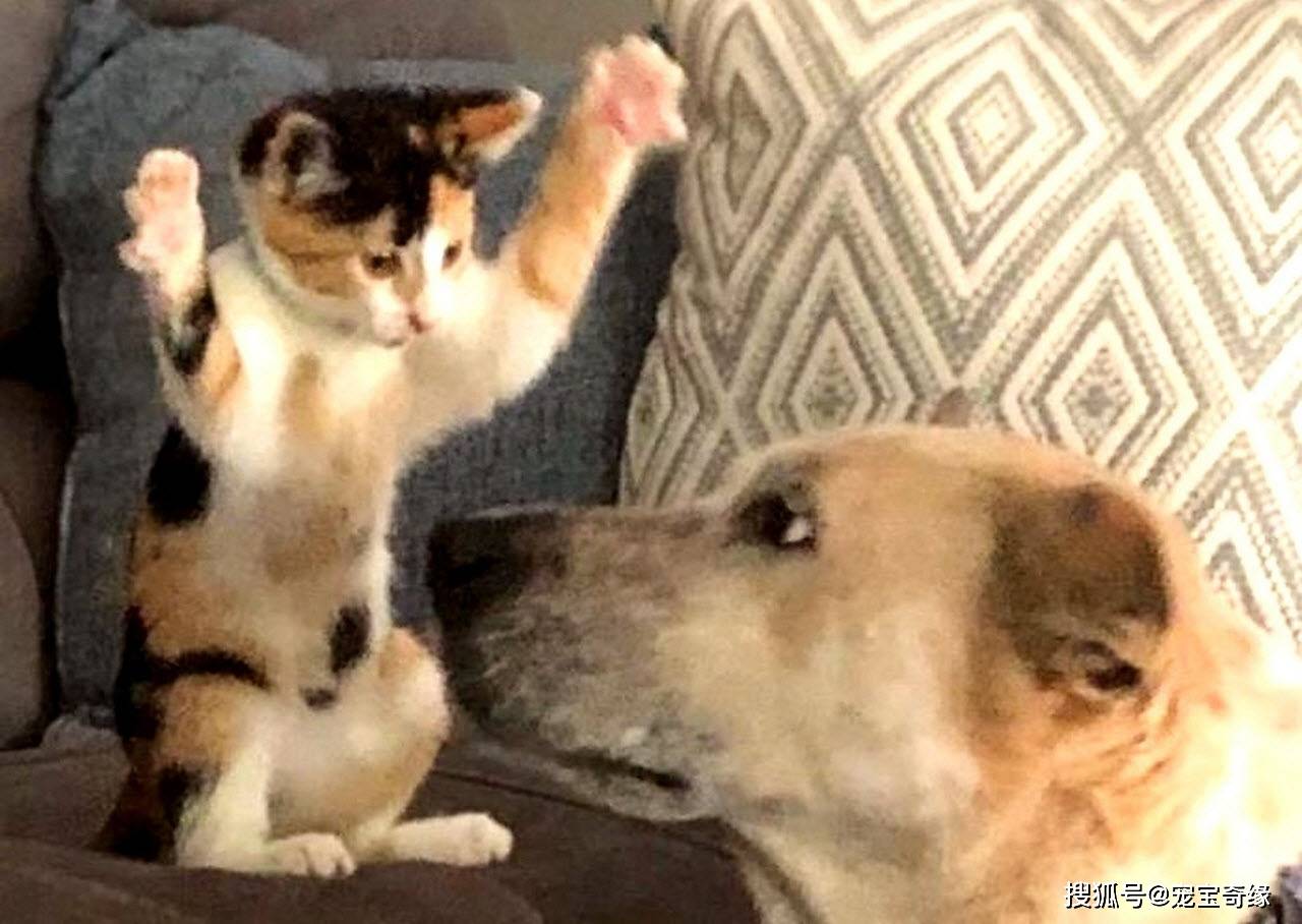 猫咪被称为宠物界的"超级小坏蛋"的铁证_手机搜狐网