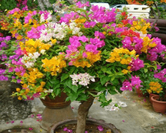 精品三角梅室内植物 38b81abc07474bfab9e3d396afd04f83.png