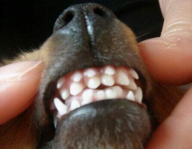 狗狗牙齿管不好,当心长"双排牙",对狗危害大!