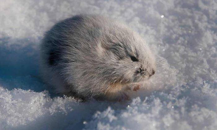旅鼠常年生活在北极附近,属于仓鼠科的一个属(你可以看成是北极仓鼠)