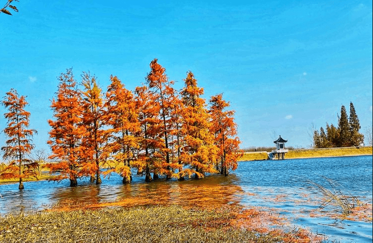 到南京必去止马岭,每年都有不一样的风景_水杉