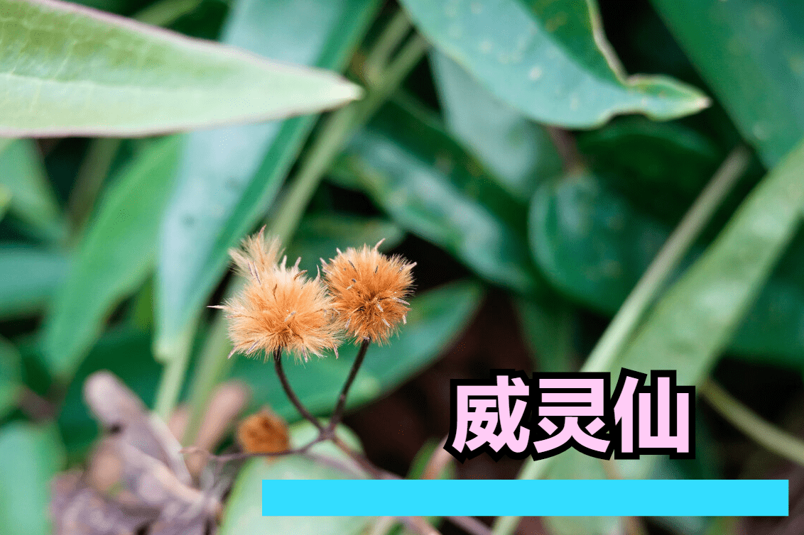 威灵仙出自《新修本草》,为毛茛科攀援性灌木植物 威灵仙, 棉团