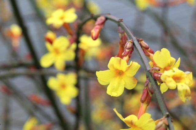 原创迎春花熟桩催花正当时,想让春节开花,3步走起