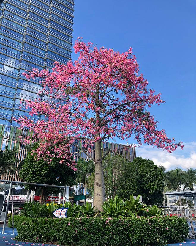 樱花木棉樱花木棉中央公园里的樱花木棉樱花木棉花朵外