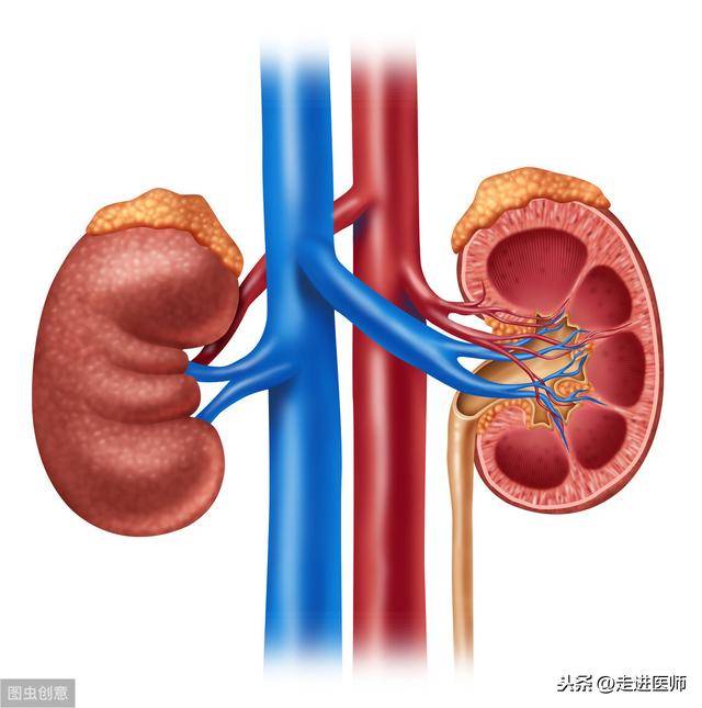 什么原因导致肾炎 3214f3aab02b4fb69d0919f4f6b15926.jpeg