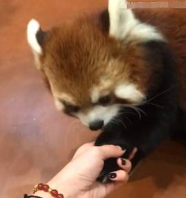 原创小熊猫直接站起来吃苹果,任凭饲养员摸肚子,握爪爪,我酸了