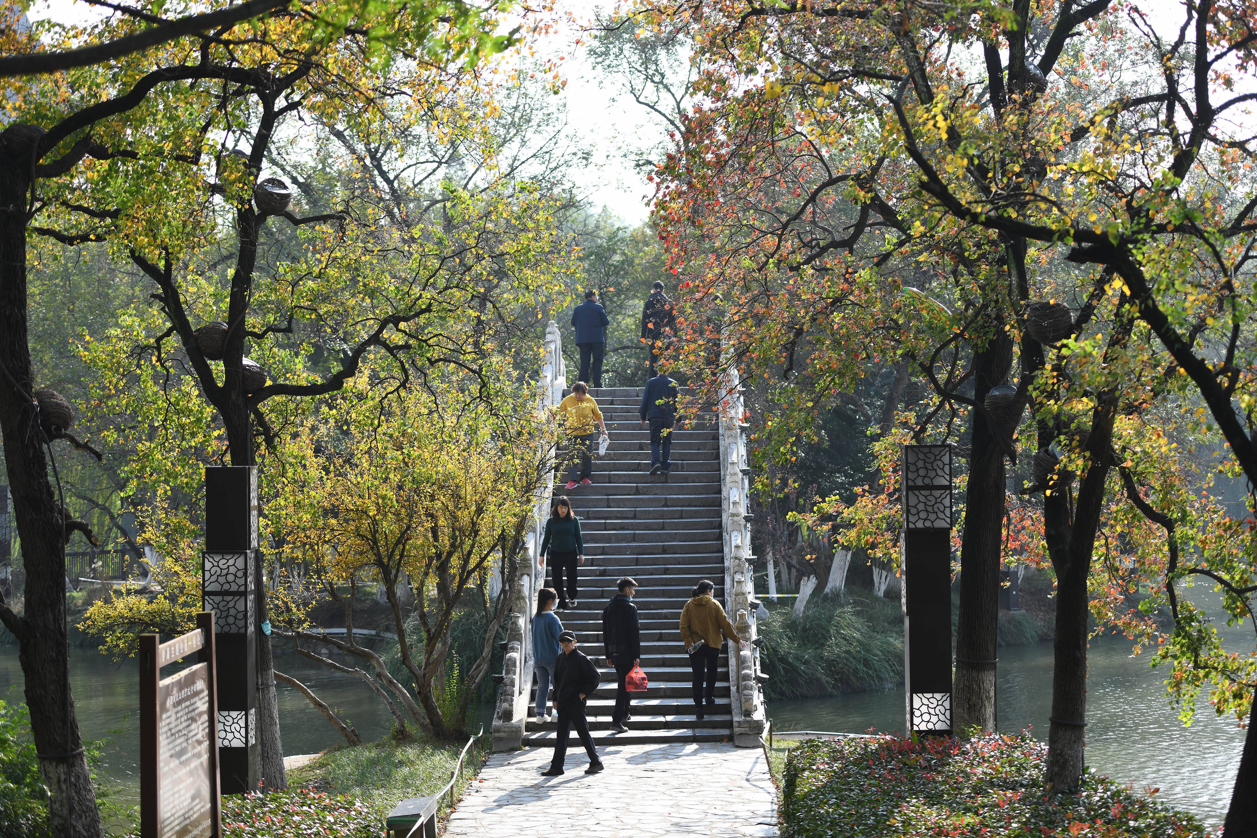 1 12 2020年11月19日,合肥天气晴朗,包公园乌桕树叶在阳光照耀下