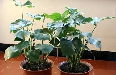 龟背竹怎么开背最快 ce4d3d2cce5e4a04920b4aded2b76c02.jpeg