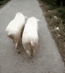 17f0caf0c42145bba68a473ed6f01aaf.gif