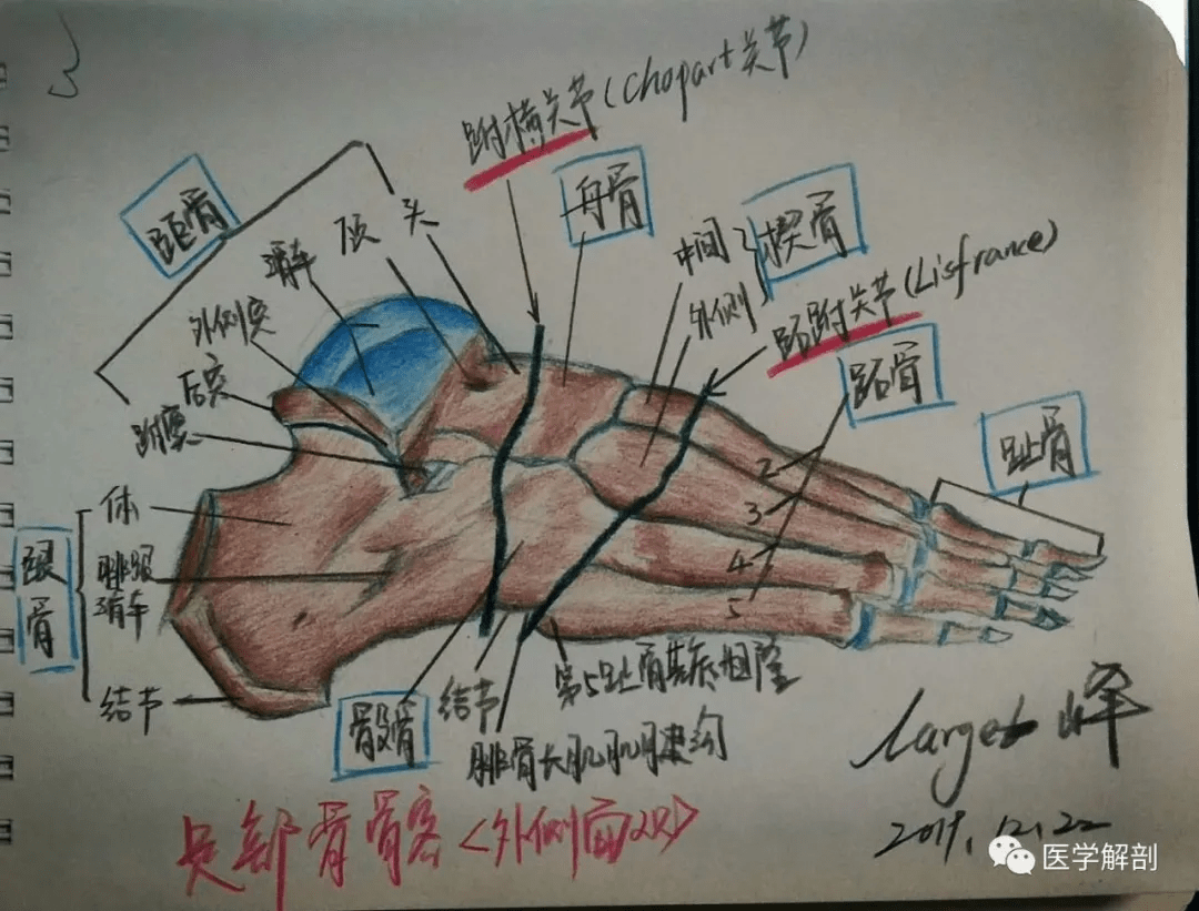 一位法医的手绘解剖笔记