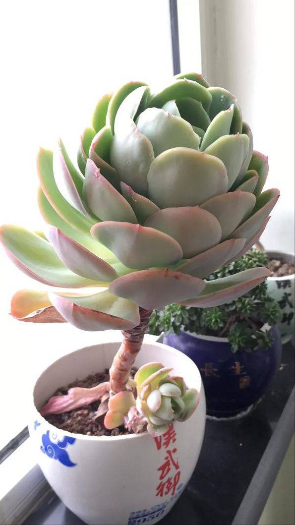 多肉植物怎么过冬才能活 c888e99504b3460cb9914894488095bc.jpeg