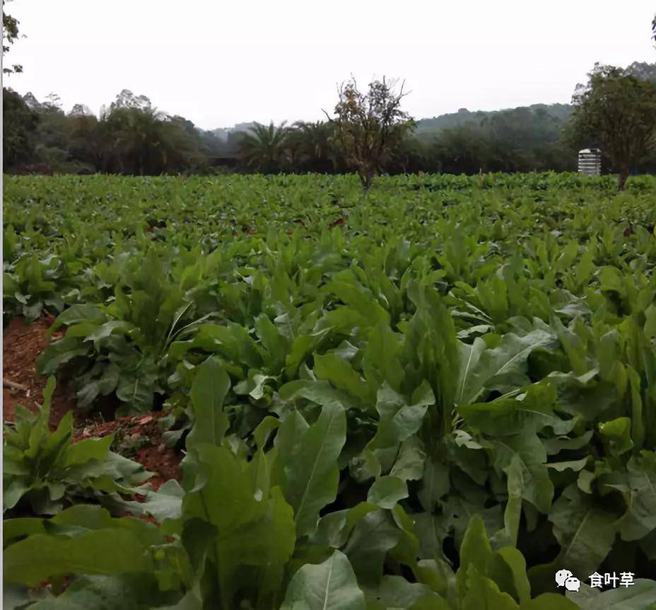 甄实记录爱尚雪食叶草(蛋白草)与菜的区别及利用价值