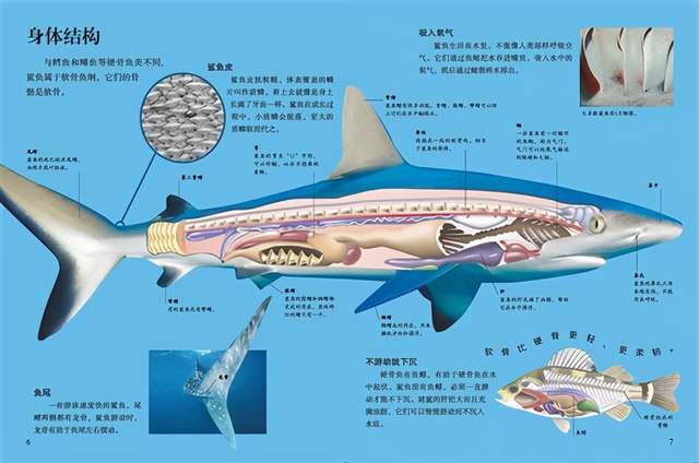 原创为什么人类只吃鱼翅,割了鱼翅的鲨鱼"放生",不吃鲨鱼肉?