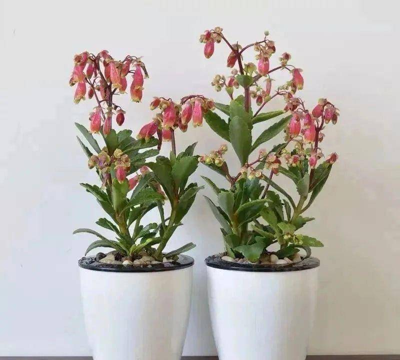 家养6种"灯笼花",开花贼漂亮,枝头挂满小灯笼,好看又喜庆!