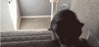 搞笑gif段子:我猜中了开头却没有猜中结尾