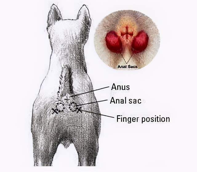 简单三点清理"狗狗肛门腺,省下去宠物店的钱