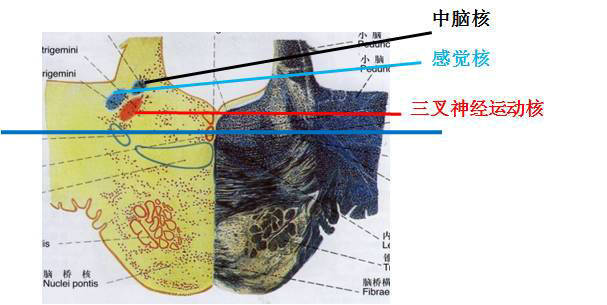 神经时讯 11-26 19:00 订阅 点击查看更多订阅内容> 脑桥腹侧面