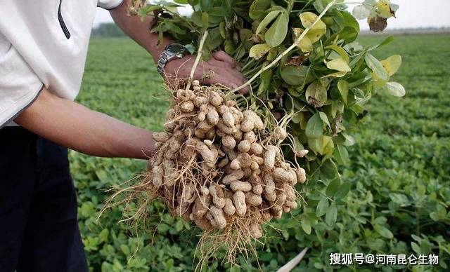 花生养根用什么肥料花生专用肥是什么肥料花生用什么叶面肥产量高