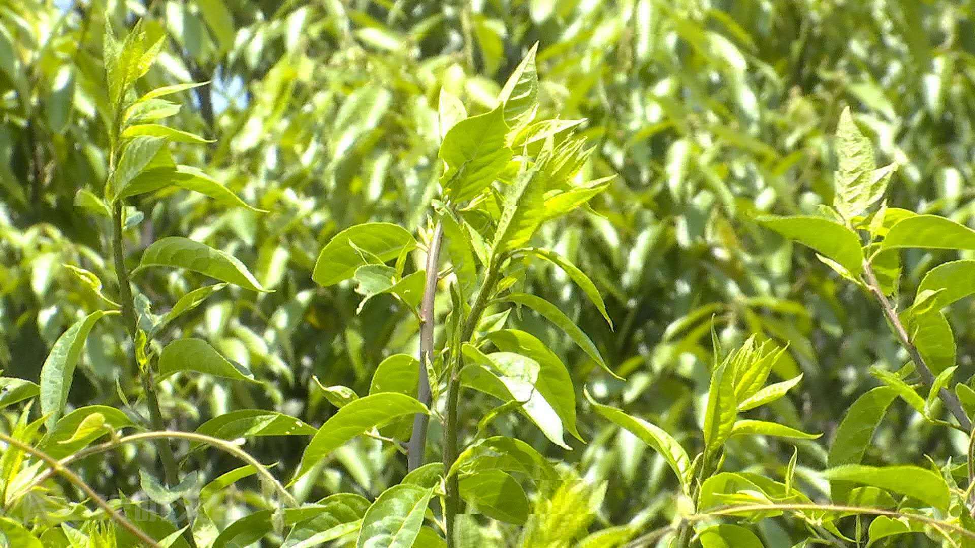 人们采集青刺尖的叶,茎,根,果等治疗各种常见疾病,并确有疗效,所以