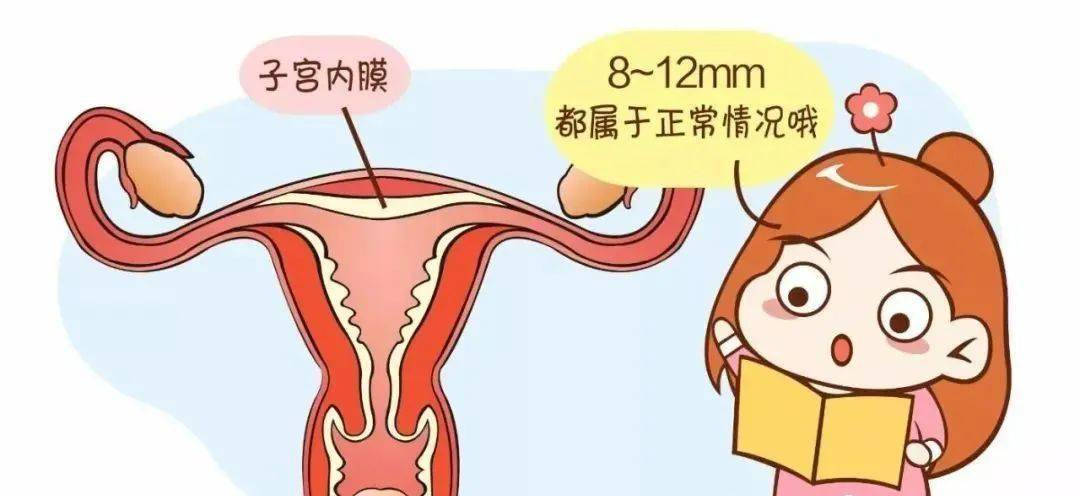 子宫内膜的厚度是随着卵巢的周期变化而变化的,子宫内膜在月经刚干净