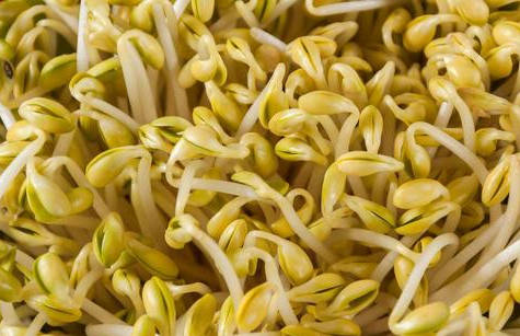 在家怎么做无根豆芽 8a38e56dd3d44e3996a18137ae2c4c81.jpeg