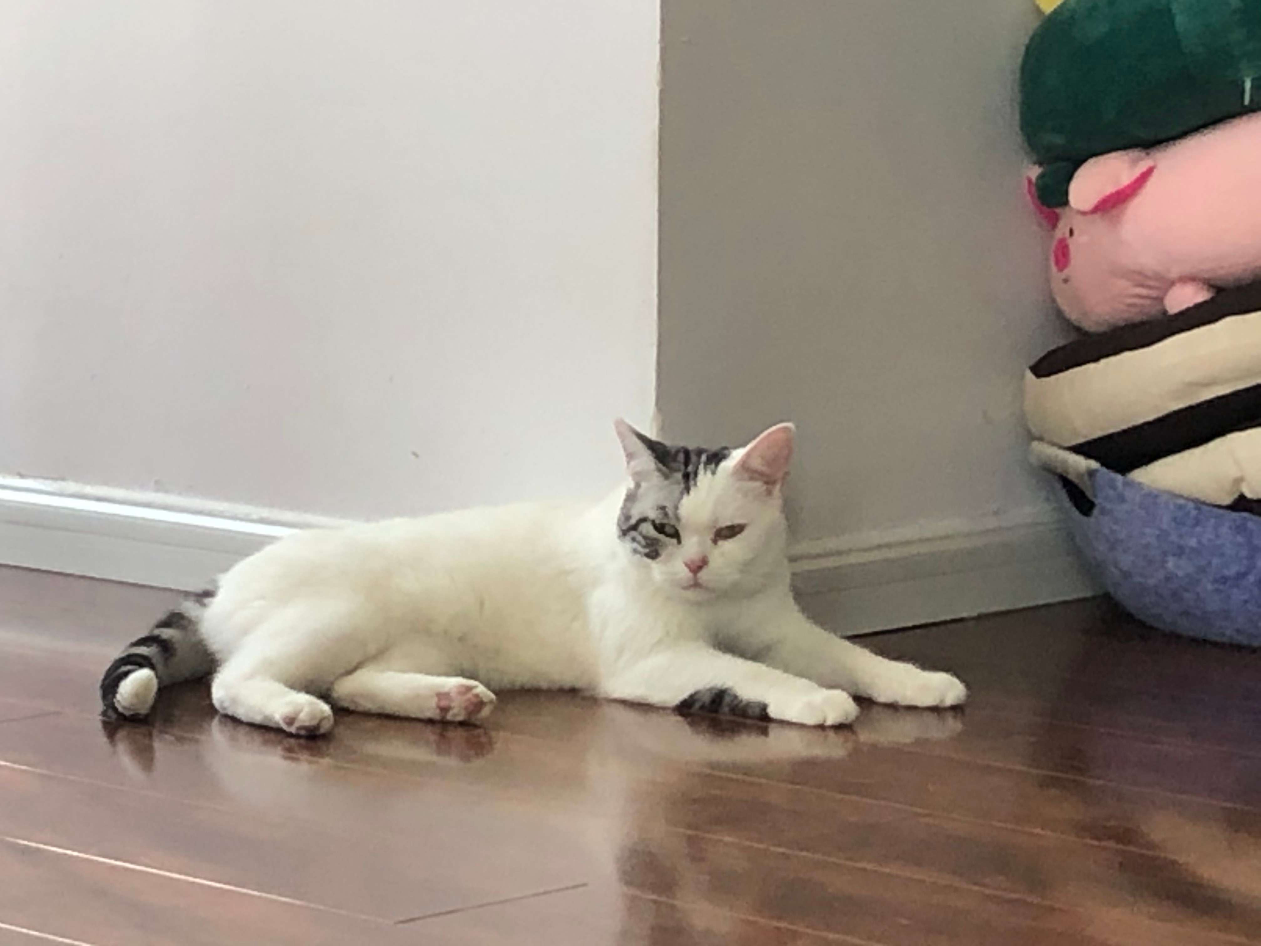 哪里有小猫咪出售 eddd14b3591b417aabf4aa502795be38.jpeg