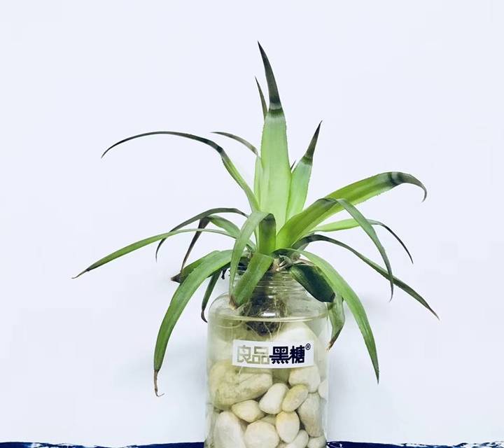 菠萝怎么种盆栽图 fed056e96f4345baa8b527c01e6cfc38.jpeg