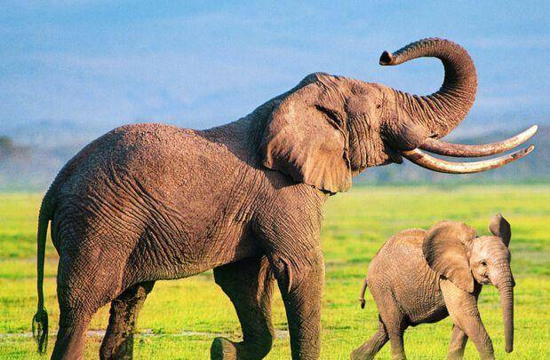 比较大的动物有哪些 44e4ed9de59a47308e837fbe8ab958aa.jpeg