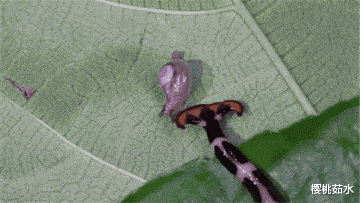 如何让自己不怕虫 22cfe145554849c9a5d2bf9919e1326c.gif