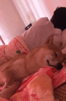 原创搞笑gif段子:从家里床上睡觉的位置就知道家庭地位的悬殊了!