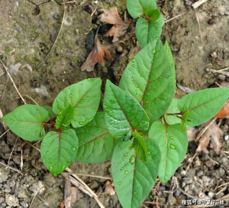 原创农村这种植物叫"酸汤草"味道酸却价值珍贵,你们老家有吗?