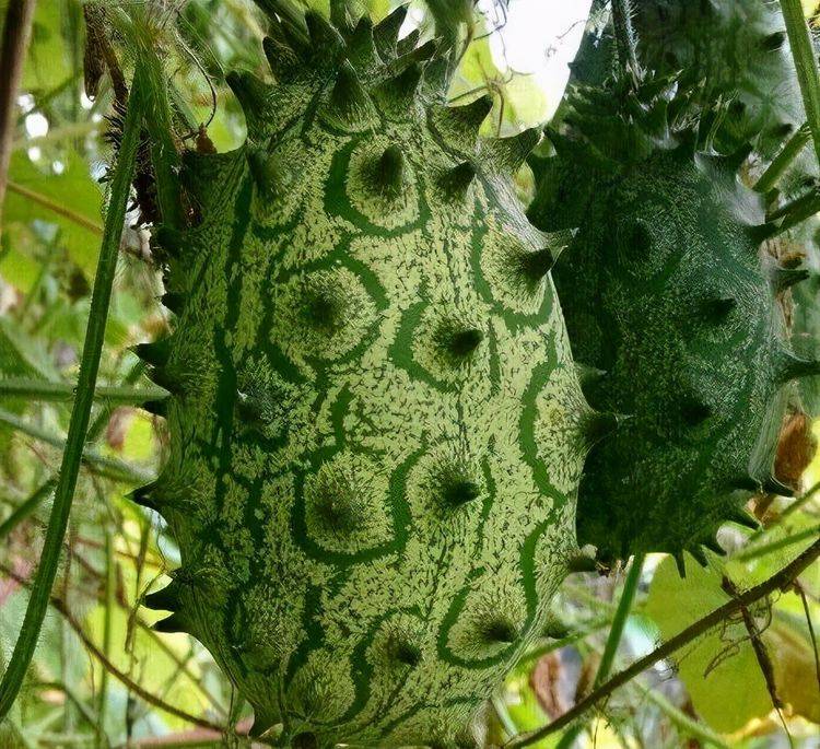 刺角瓜刺角瓜是葫芦科黄瓜属一年生蔓性草本植物的果实，口味清甜，和黄