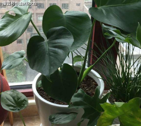 怎么养花才能养得好不生虫子 e683ab43b83943229a1d281e75215cc0.jpeg