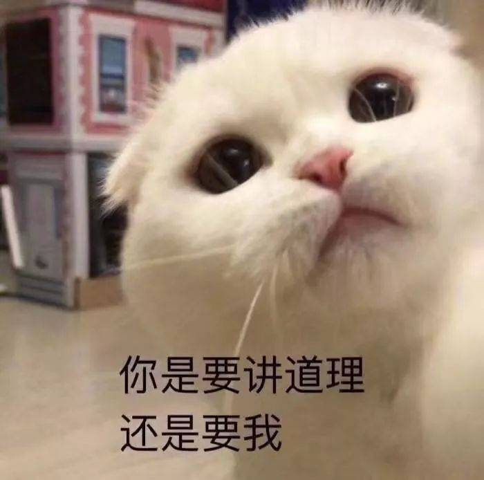 猫猫表情包我要把你摁在墙上亲亲