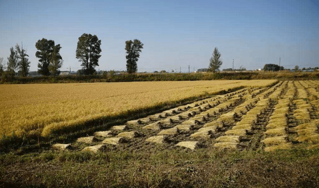 东北平原人口数_东北地区人口迁移图